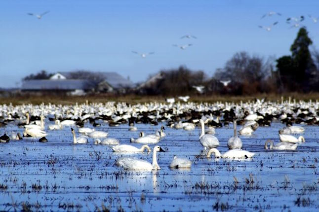 **Всемирный день мигрирующих птиц** (World Migratory Bird Day, WMBD) — это глобальная экологическая кампания, призванная повысить осведомлённость о необходимости защиты перелётных птиц и их мест обитания. ### 📅 **Когда отмечается?** Проводится **дважды в год** – во **вторую субботу мая** и **вторую субботу октября**, чтобы охватить сезоны миграции в разных полушариях. - В **2025 году**: - **10 мая** (весенняя миграция в Северном полушарии) - **11 октября** (осенняя миграция) ### 🌍 **Цели и тематика** Каждый год WMBD посвящён определённой теме, например: - **2024**: «Защищайте насекомых – защищайте птиц» (акцент на роли насекомых в питании птиц). - **2025**: тема пока не объявлена (обычно связана с угрозами для перелётных птиц). ### 🦅 **Почему это важно?** Мигрирующие птицы сталкиваются с угрозами: - **Уничтожение мест обитания** (осушение болот, вырубка лесов). - **Изменение климата** (сдвиг сезонов миграции). - **Браконьерство** и столкновения с сооружениями (стеклянные здания, ЛЭП). ### 🎉 **Как отмечают?** - **Экскурсии и наблюдение за птицами** (birdwatching). - **Лекции и выставки** в школах, музеях, заповедниках. - **Акции по очистке водоёмов** и созданию безопасных коридоров для миграции. ### 🌐 **Организаторы** Кампанию поддерживают: - **UNEP** (Программа ООН по окружающей среде). - **CMS** (Конвенция по сохранению мигрирующих видов). - **AEWA** (Соглашение по охране афро-евразийских мигрирующих водоплавающих птиц). Хотите помочь? Участвуйте в местных мероприятиях, снижайте световое загрязнение (оно сбивает птиц с пути) и поддерживайте природоохранные организации! 🦢🐦🌿 **Всемирный день мигрирующих птиц** (World Migratory Bird Day, WMBD) — это глобальная экологическая кампания, призванная повысить осведомлённость о необходимости защиты перелётных птиц и их мест обитания.
### 📅 **Когда отмечается?**
Проводится **дважды в год** – во **вторую субботу мая** и **вторую субботу октября**, чтобы охватить сезоны миграции в разных полушариях.
- В **2025 году**:
- **10 мая** (весенняя миграция в Северном полушарии)
- **11 октября** (осенняя миграция)
### 🌍 **Цели и тематика**
Каждый год WMBD посвящён определённой теме, например:
- **2024**: «Защищайте насекомых – защищайте птиц» (акцент на роли насекомых в питании птиц).
- **2025**: тема пока не объявлена (обычно связана с угрозами для перелётных птиц).
### 🦅 **Почему это важно?**
Мигрирующие птицы сталкиваются с угрозами:
- **Уничтожение мест обитания** (осушение болот, вырубка лесов).
- **Изменение климата** (сдвиг сезонов миграции).
- **Браконьерство** и столкновения с сооружениями (стеклянные здания, ЛЭП).
### 🎉 **Как отмечают?**
- **Экскурсии и наблюдение за птицами** (birdwatching).
- **Лекции и выставки** в школах, музеях, заповедниках.
- **Акции по очистке водоёмов** и созданию безопасных коридоров для миграции.
### 🌐 **Организаторы**
Кампанию поддерживают:
- **UNEP** (Программа ООН по окружающей среде).
- **CMS** (Конвенция по сохранению мигрирующих видов).
- **AEWA** (Соглашение по охране афро-евразийских мигрирующих водоплавающих птиц).
Хотите помочь? Участвуйте в местных мероприятиях, снижайте световое загрязнение (оно сбивает птиц с пути) и поддерживайте природоохранные организации! 🦢🐦🌿